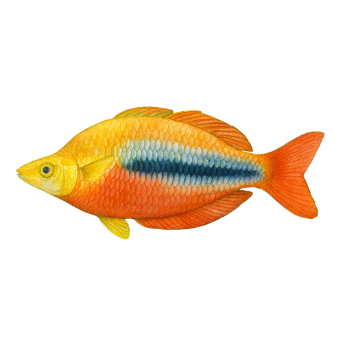 Melanotaenia parva L. Kurumoi