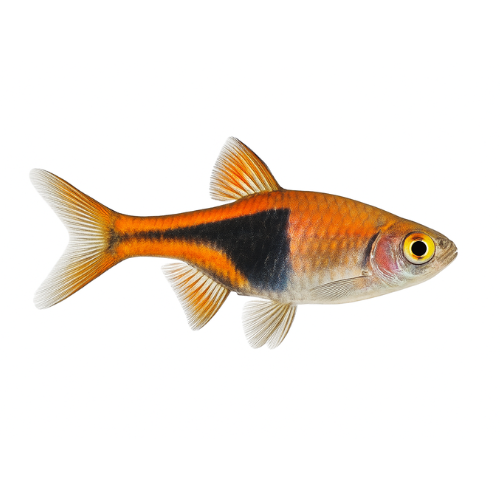 Trigonostigma heteromorpha