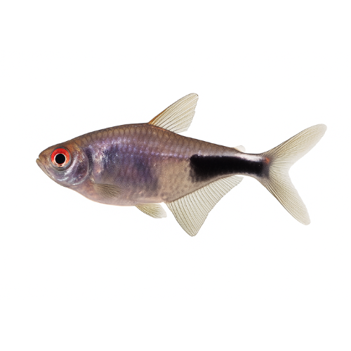 Hemigrammos traukiklis