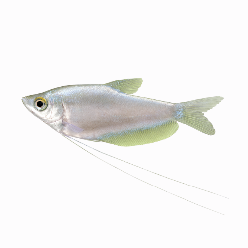 Trichogaster mikrolepis