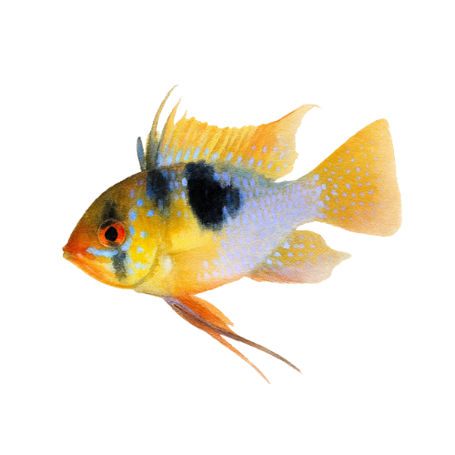 Ramirezi mikrogeofagas