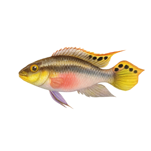 Pelvicachromis pulcher