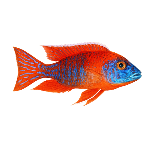 Aulonocara raudonas rubinas