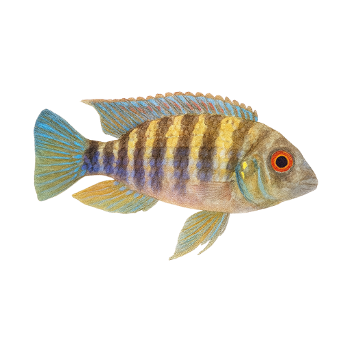 Anomalochromis thomasi