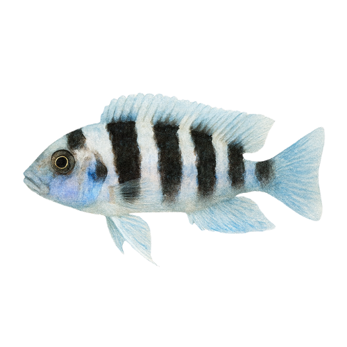 Neolamprologus tretocephalus