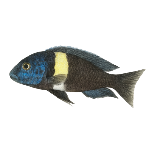 Tropheus duboisi maswa