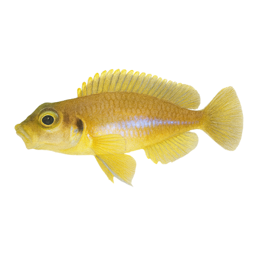 Lamprologus ocellatus