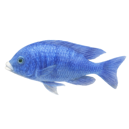 Placidochromis phenochilus mdoka