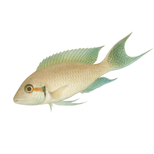 Lamprologus brichardi