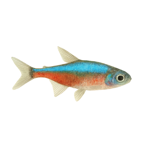 Rasbora axelrodi Blue