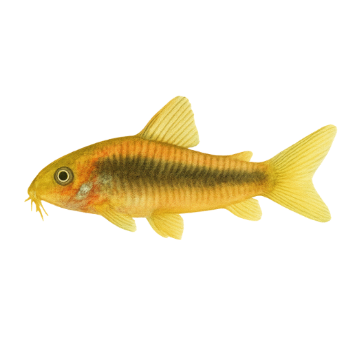 Corydoras spec. CW023