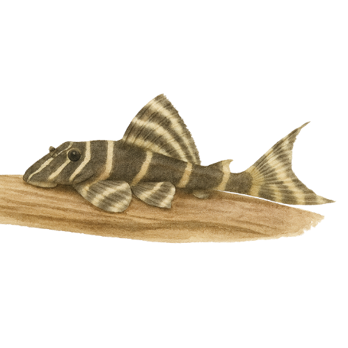 L204 Panaqolus albivermis