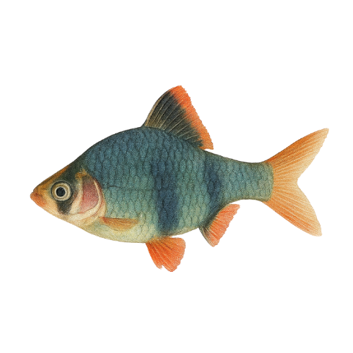 Barbus tetrazona žalia