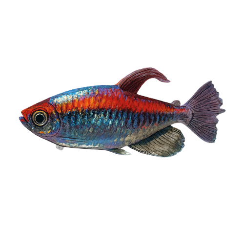 Fenakograma pertraukiama