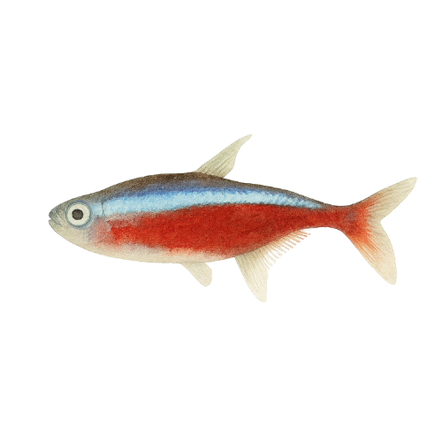 Cheirodon axelrodi CB