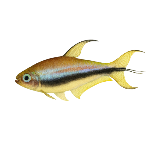 Nematobrycon palmeri