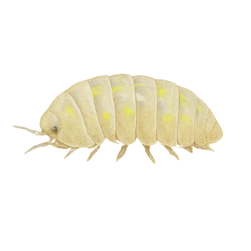 Armadillidium depressum Magiškas gėrimas