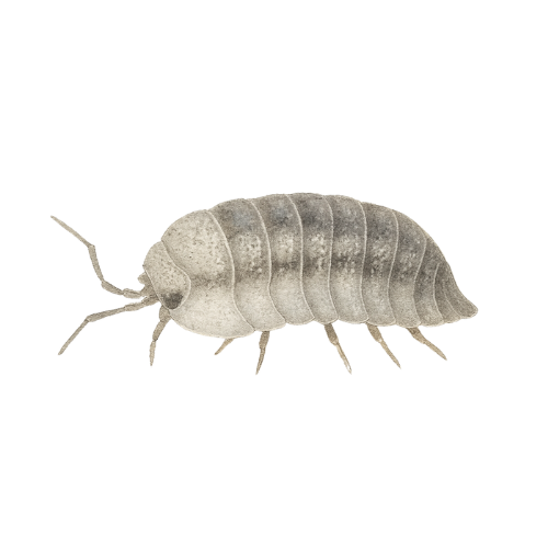 Armadillidium peraccae