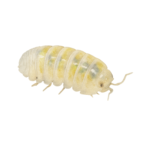 Armadillidium vulgare Stebuklingas eliksyras