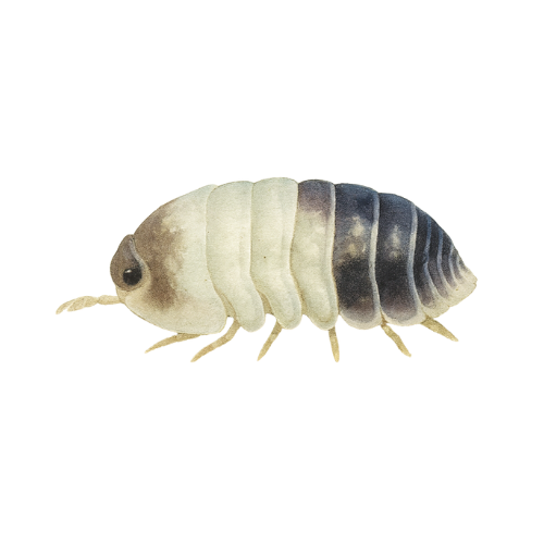 Cubaris spec. Panda karalius