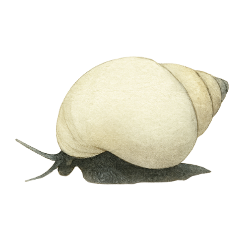 Filopaludina martensi