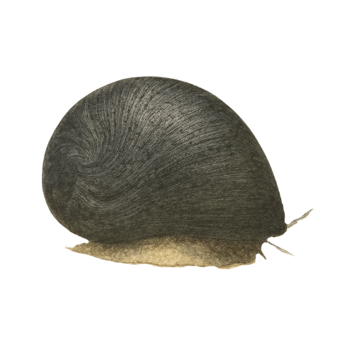 Neritina sp. juodas šalmas