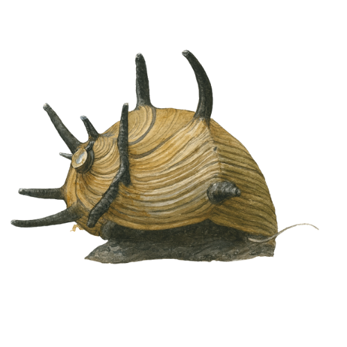 Neritina sp. sraigių saulė