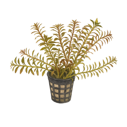 Limnophila aromatica