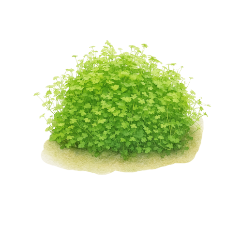 Tripartita hidrokotyla