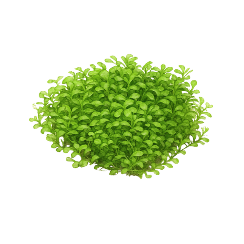 Glossostigma elatinoides