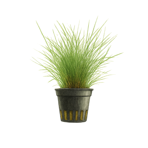 Eleocharis parvula