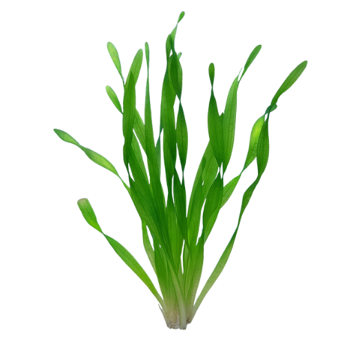 Vallisneria kamščiatraukis