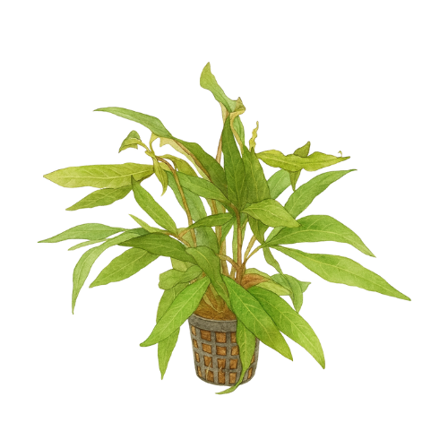 Hygrophila stricta siauras