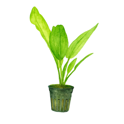 Echinodorus cordifolius