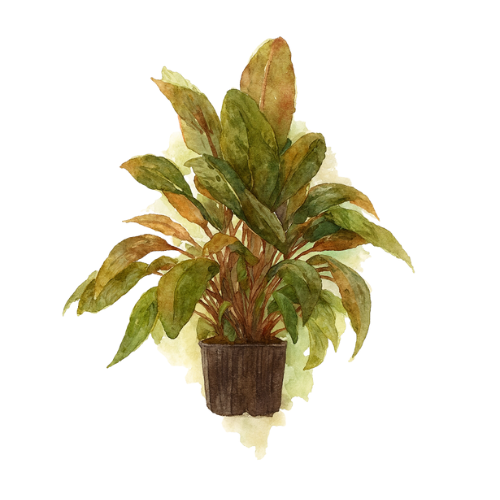 Cryptocoryne wendtii Tropica