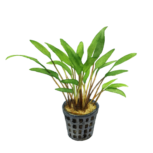 Cryptocoryne nevilli