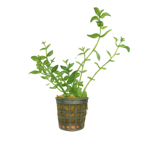 Bacopa amplexicaulis