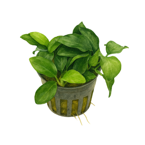 Anubias nana petite