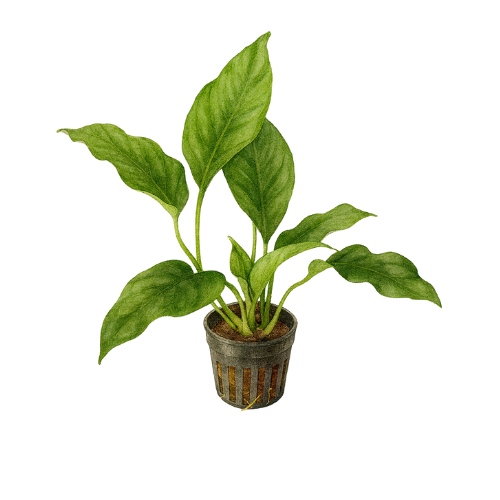 Anubias barteri var trumpas ir aštrus