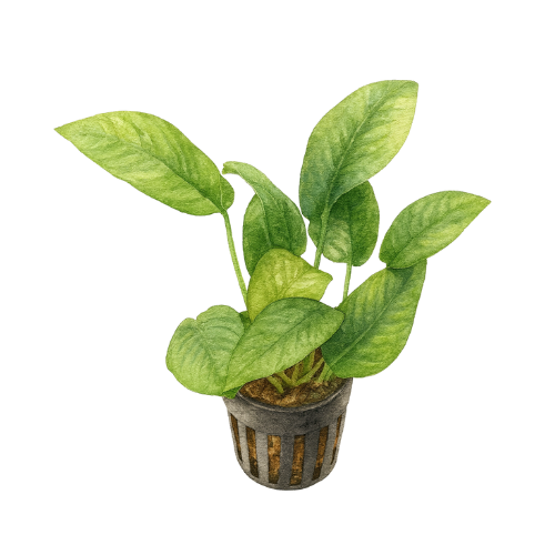 Dryžuotasis Anubias barteri