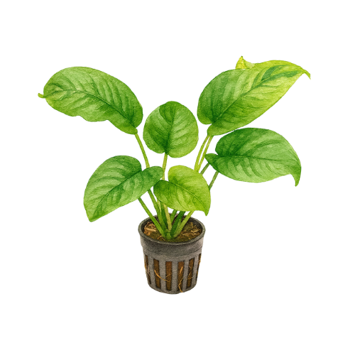 Anubias barteri raukšlių lapai
