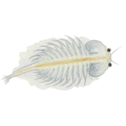 Artemijos naupliai - ką tik išsiritę, 90 ml pakuotė