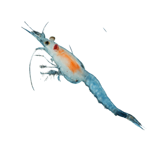 Mysis 90 ml pakuotė