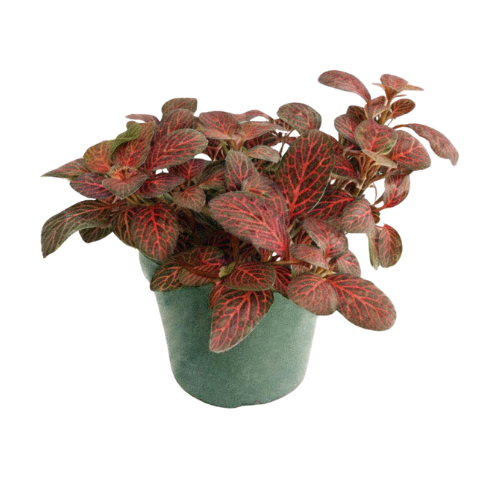 Fittonia verschaffetti raudonoji