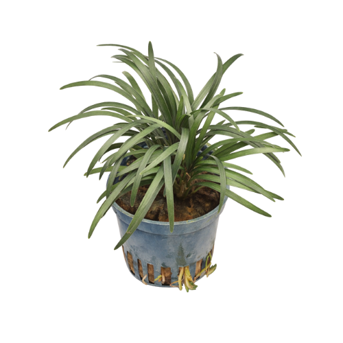 Japoninė ophiophogon