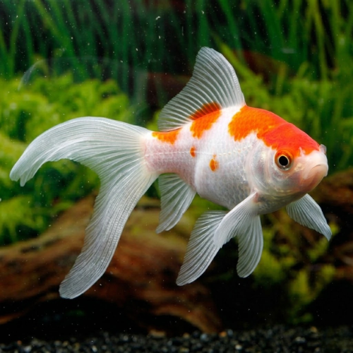 Carassius auratus sarasa