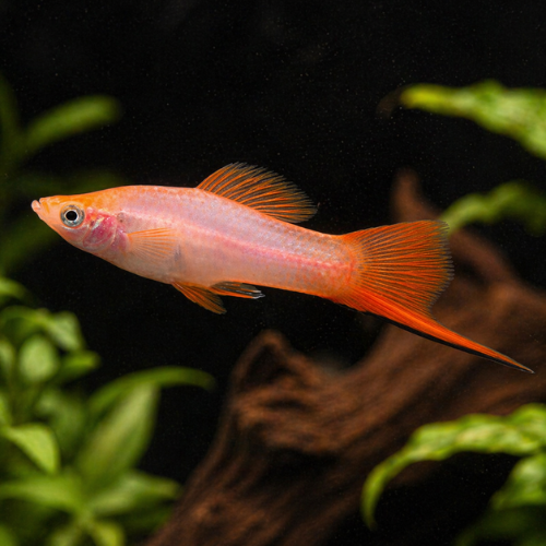 Swordtail Commet Pink
