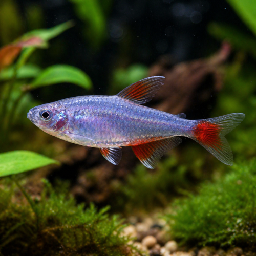 Aphyocharax anisitsi