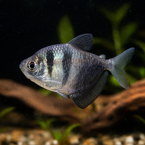 Gymnocorymbus ternetzi
