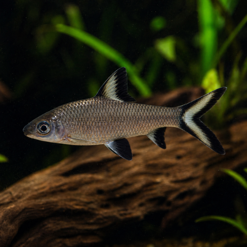 Balantiocheilus melanopterus